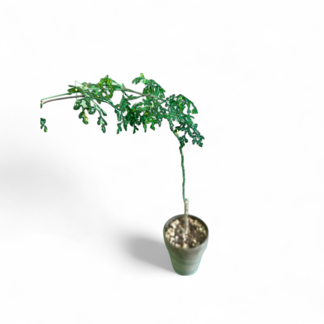 Adenia perrieri Ø 12 cm