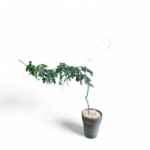 Adenia perrieri Ø 12 cm