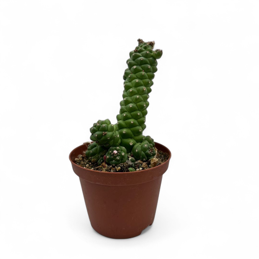 Monadenium ritchiei Ø 10,5 cm