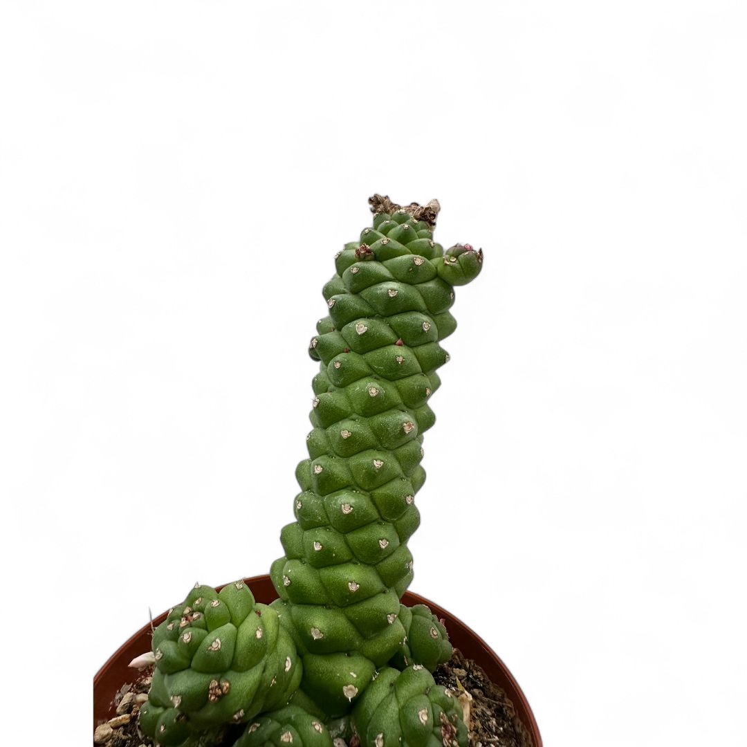 Monadenium ritchiei Ø 10,5 cm