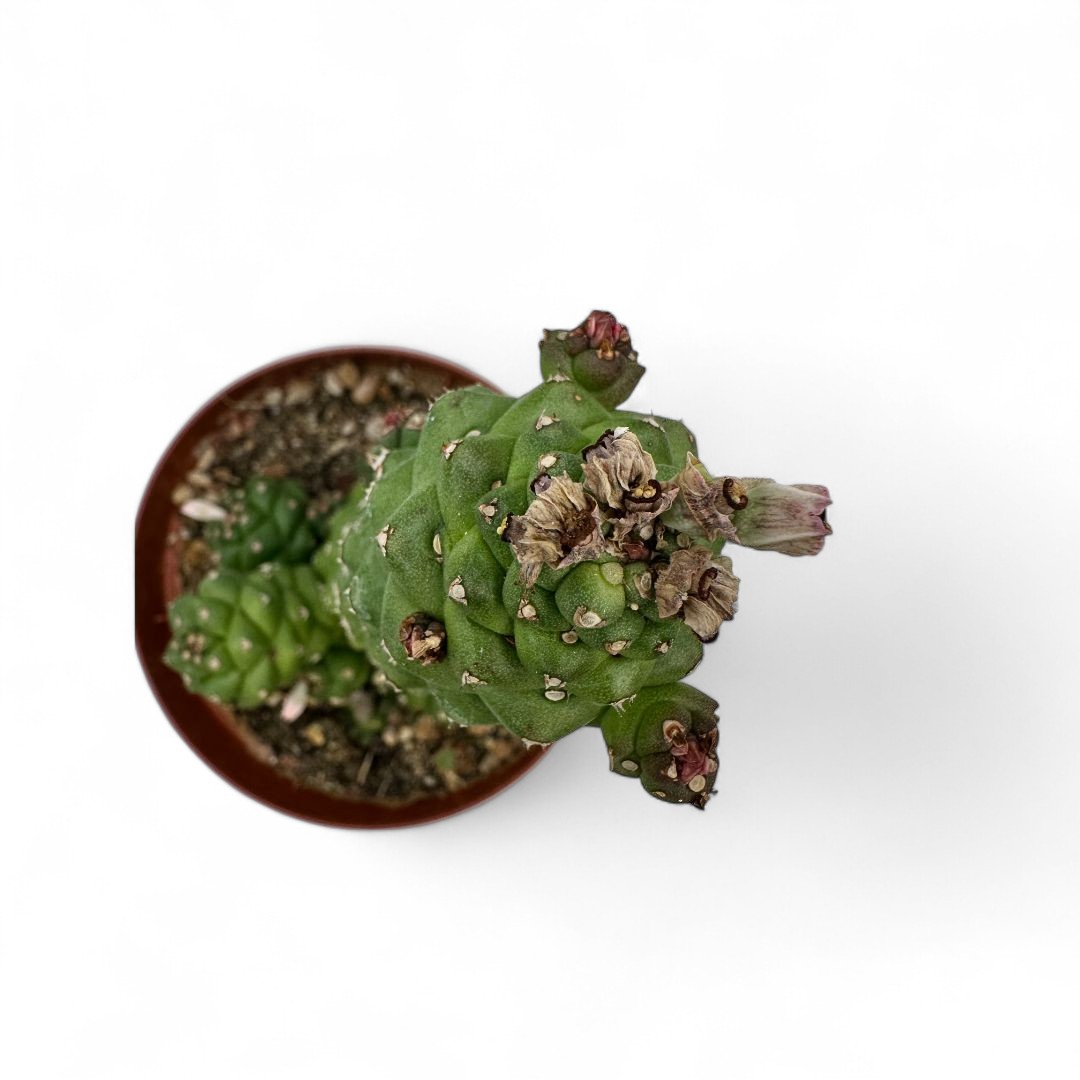 Monadenium ritchiei Ø 10,5 cm