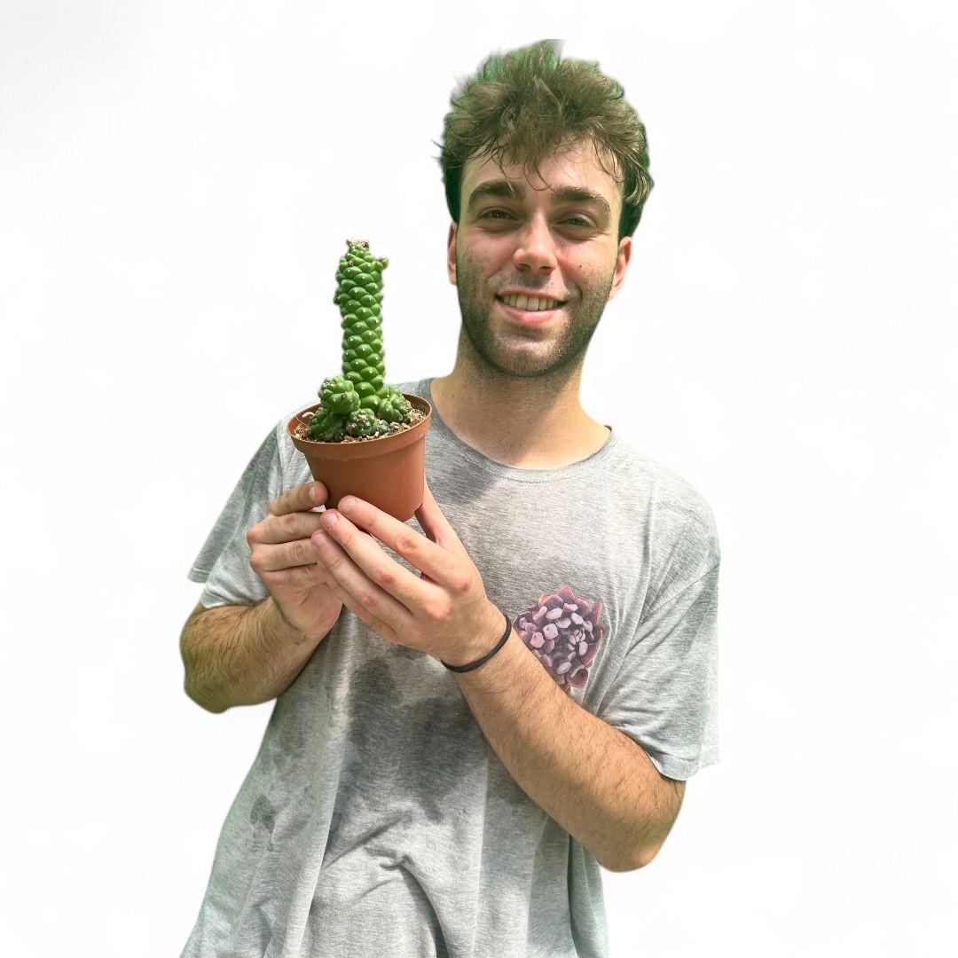 Monadenium ritchiei Ø 10,5 cm