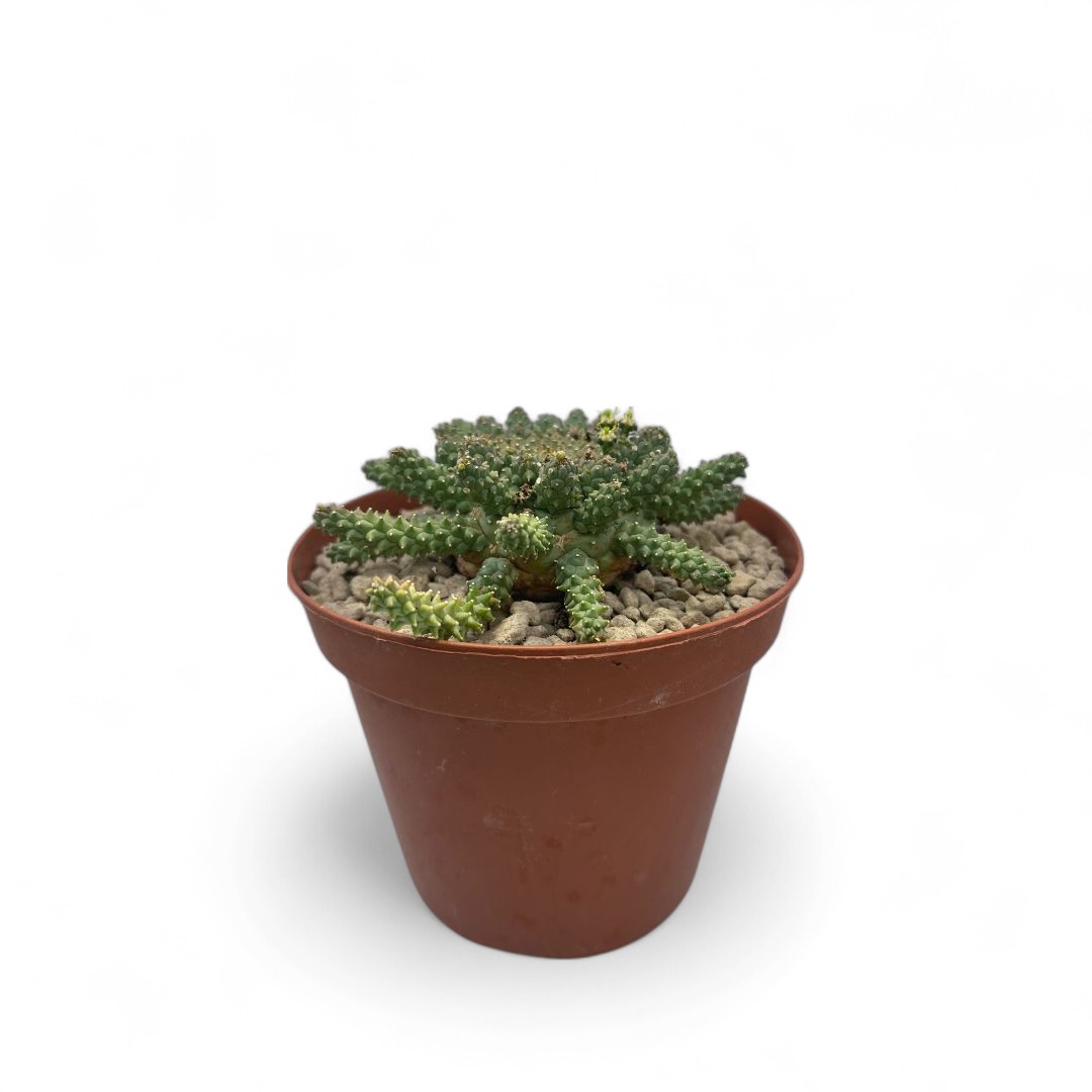 Euphorbia atroviridis Ø 14 cm