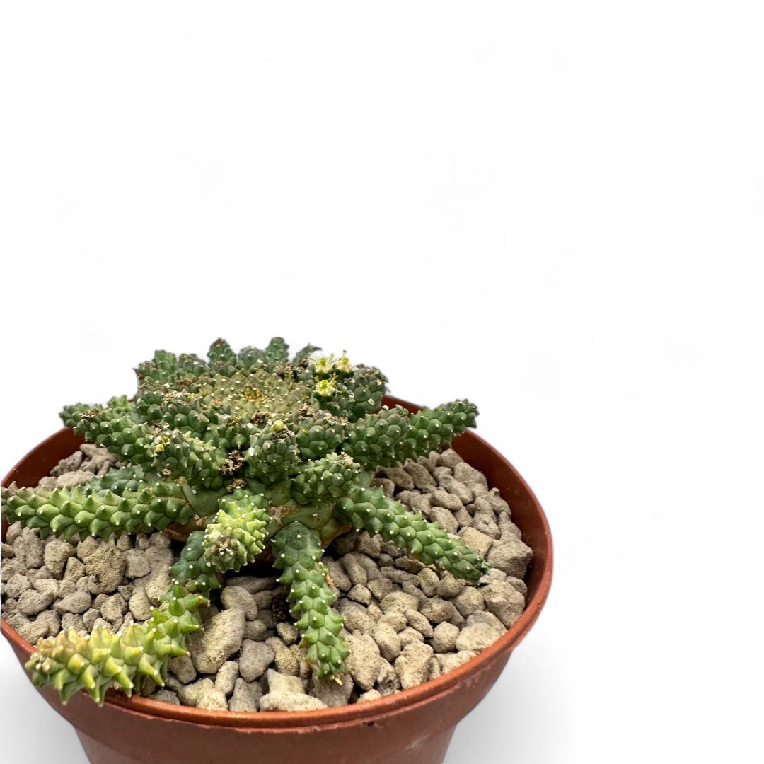 Euphorbia atroviridis Ø 14 cm
