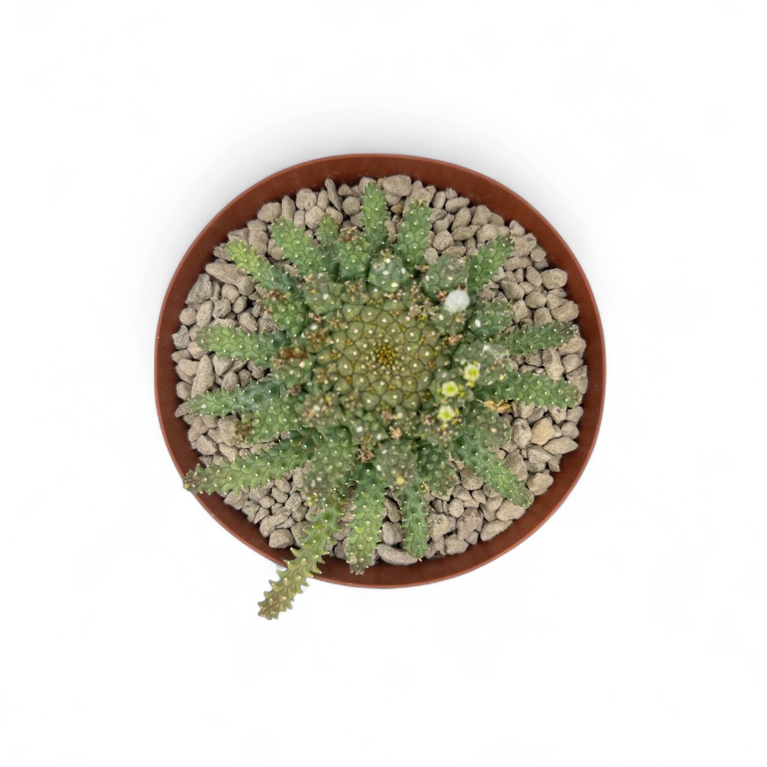 Euphorbia atroviridis Ø 14 cm