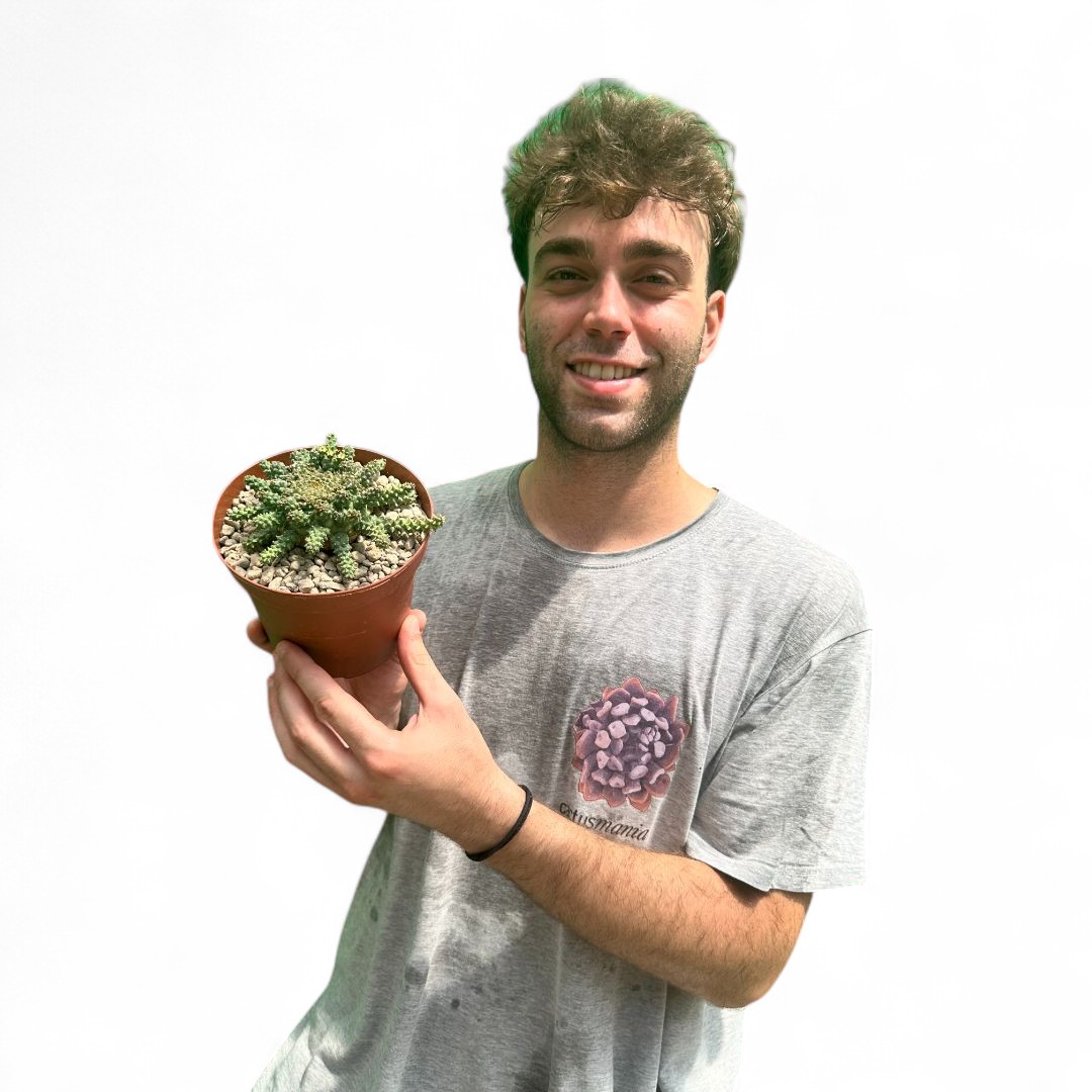 Euphorbia atroviridis Ø 14 cm