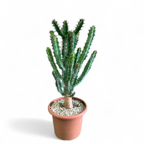 Euphorbia zoutpansbergensis Ø 18 cm