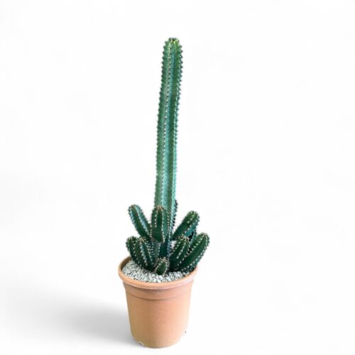 Euphorbia canariensis Ø 22 cm