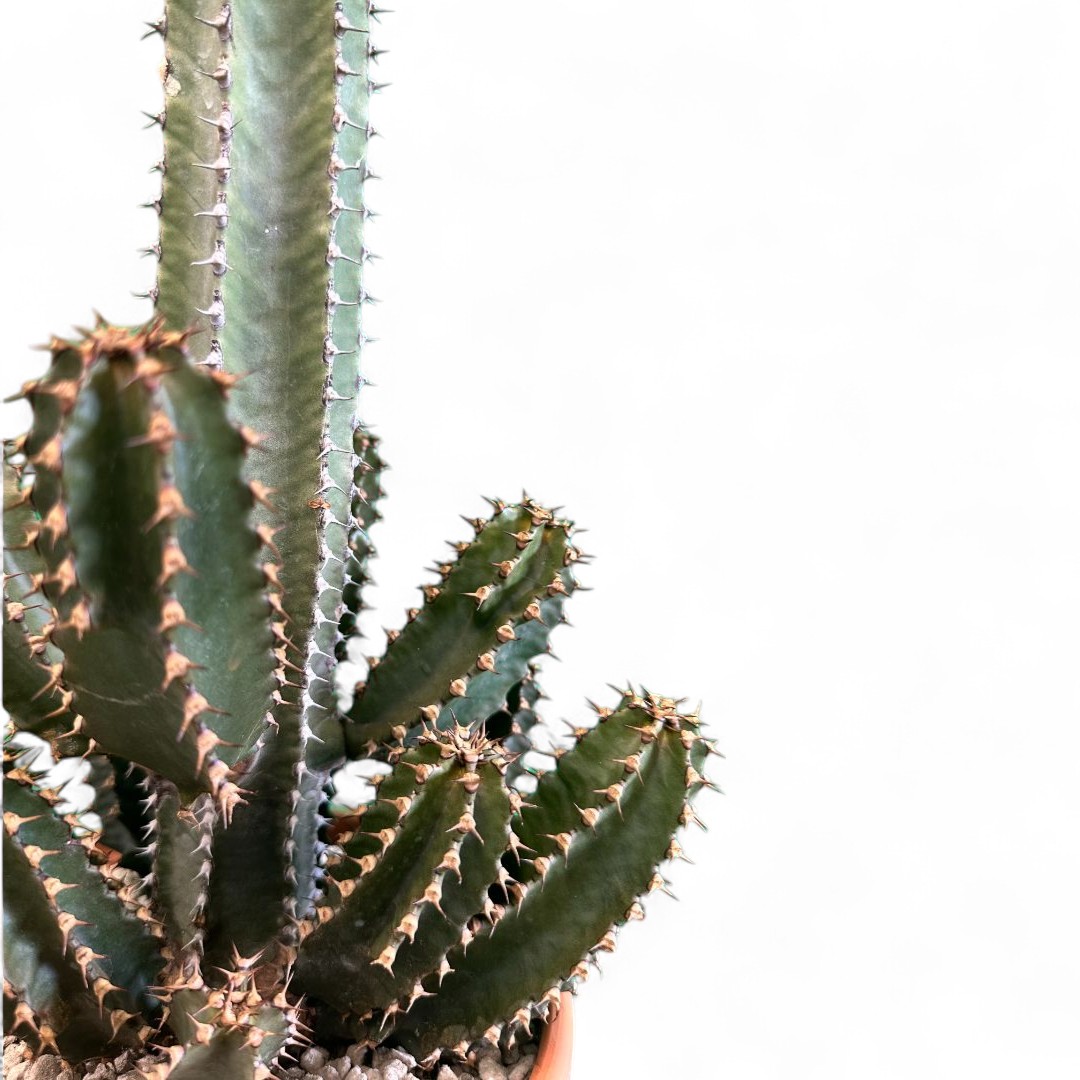Euphorbia canariensis Ø 22 cm