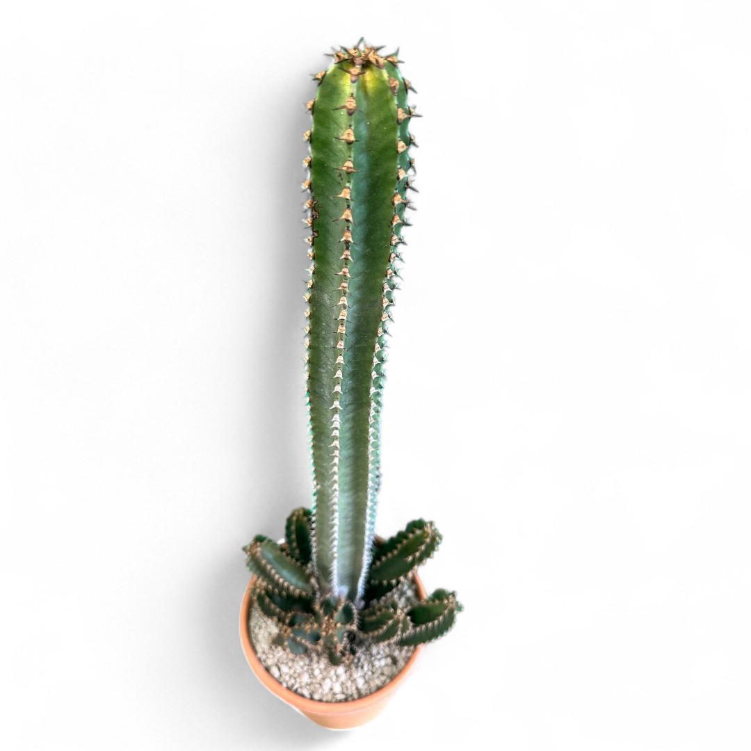 Euphorbia canariensis Ø 22 cm