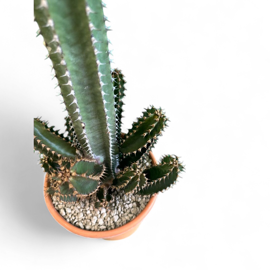 Euphorbia canariensis Ø 22 cm