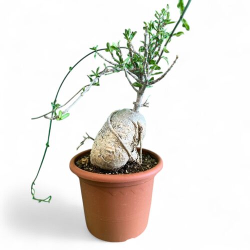 Fockea edulis Ø 16 cm