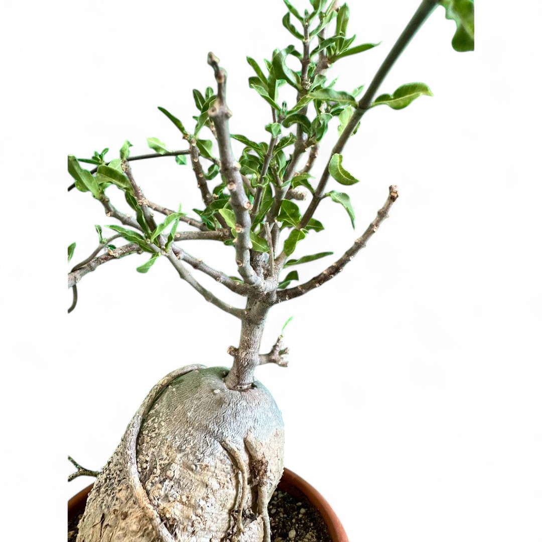 Fockea edulis Ø 16 cm