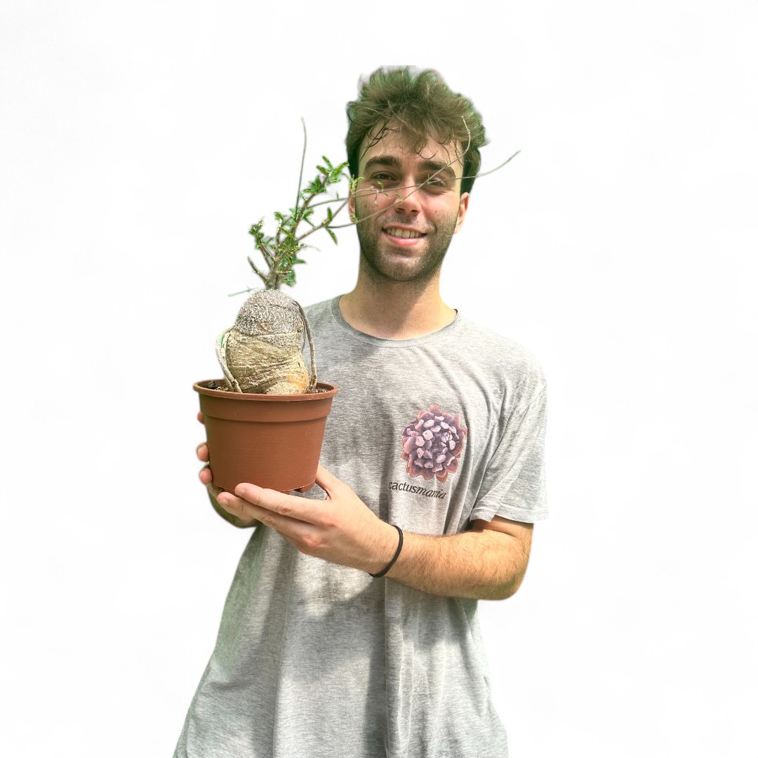 Fockea edulis Ø 16 cm