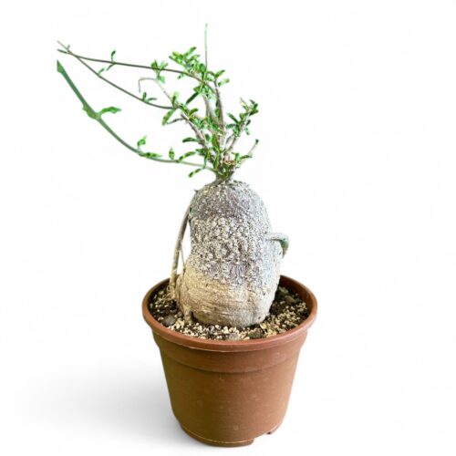 Fockea edulis Ø 16 cm