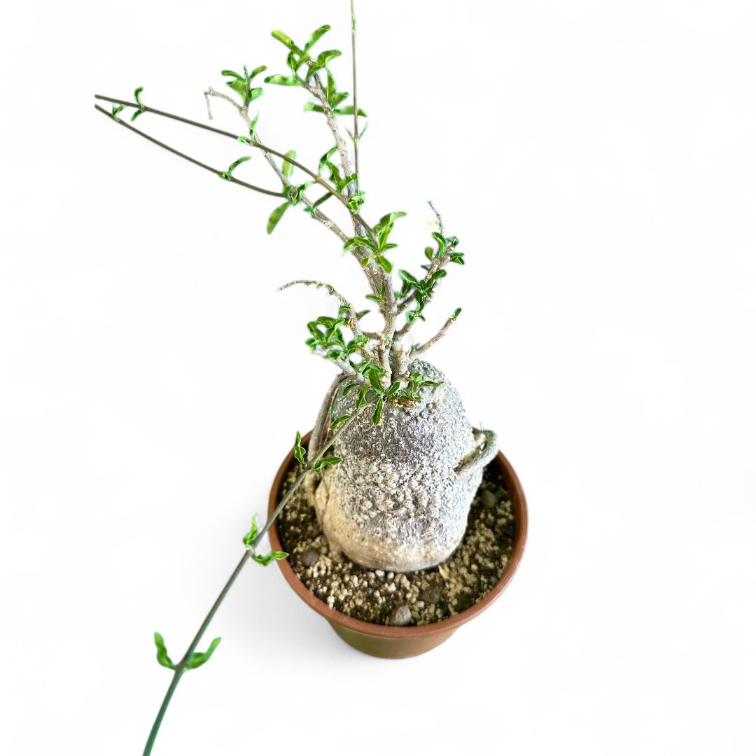Fockea edulis Ø 16 cm