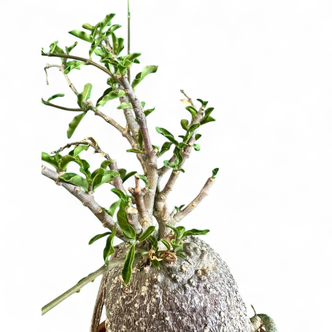 Fockea edulis Ø 16 cm
