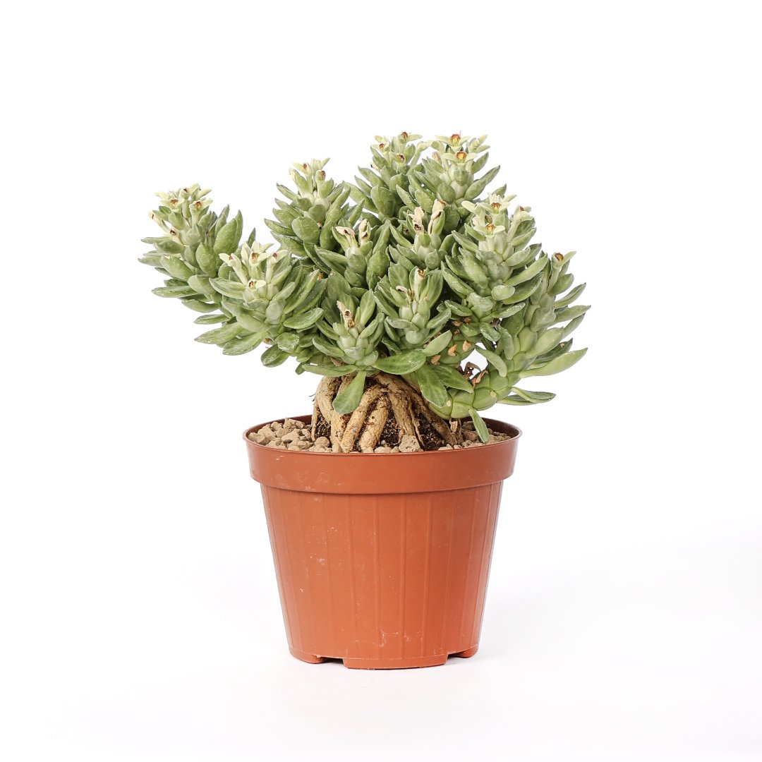 Monadenium lugardiae Ø 12 cm