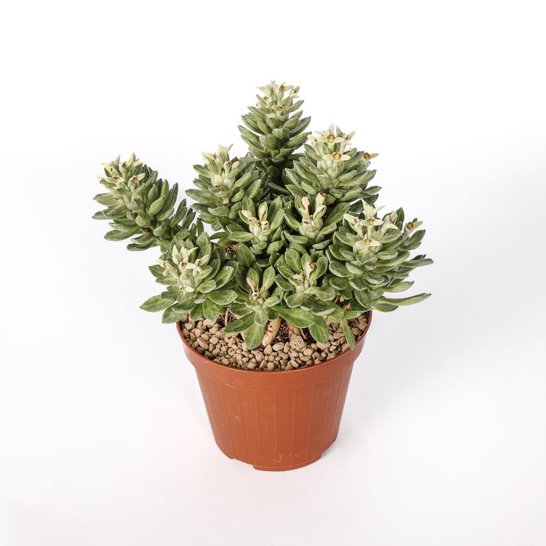 Monadenium lugardiae Ø 12 cm