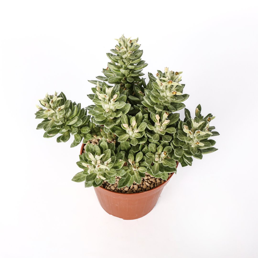 Monadenium lugardiae Ø 12 cm
