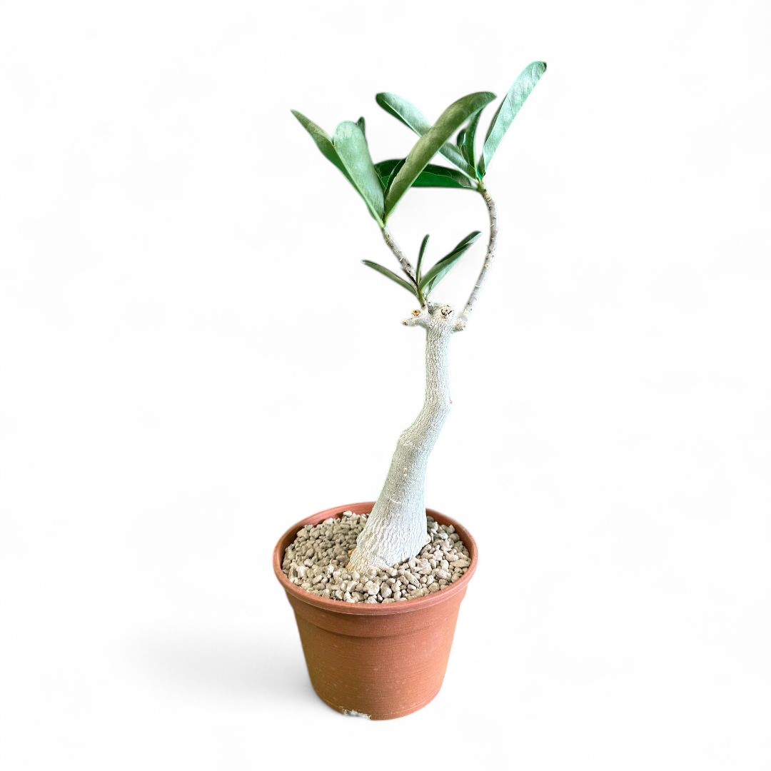 Adenium obesum Ø 16 cm