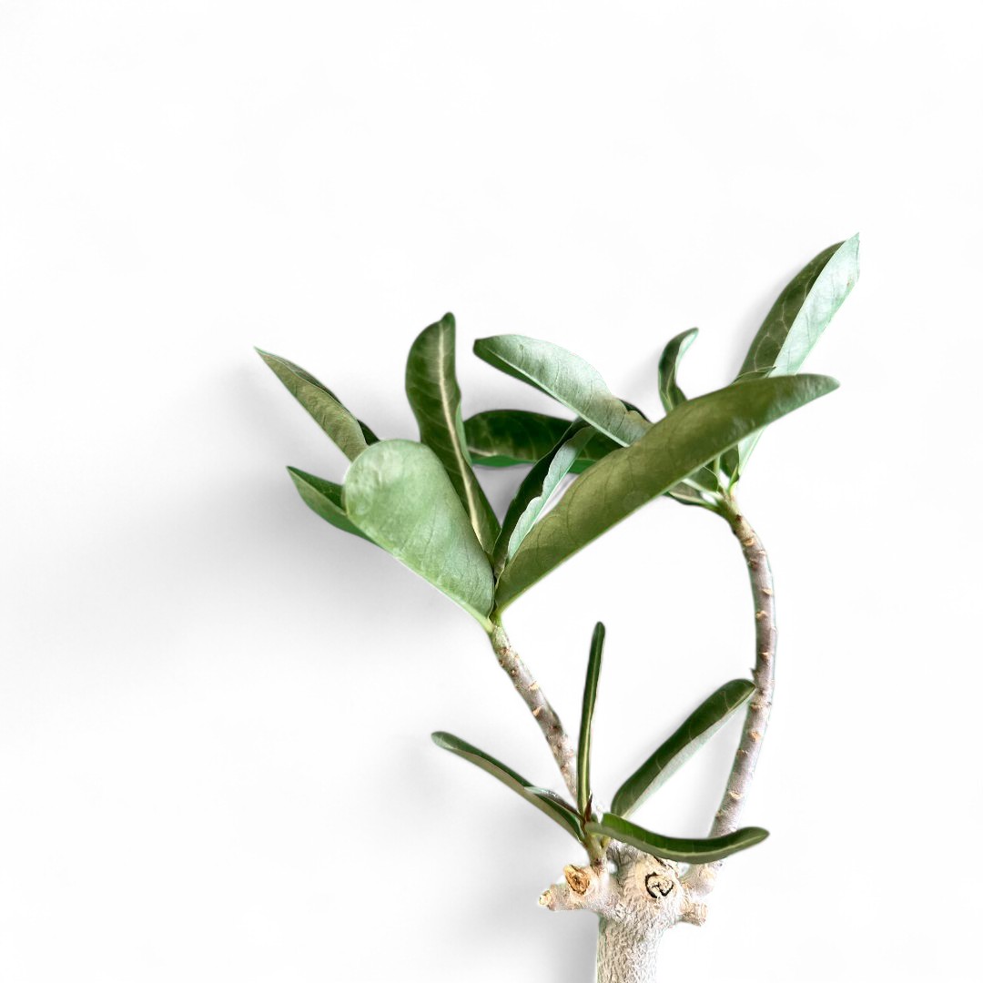 Adenium obesum Ø 16 cm