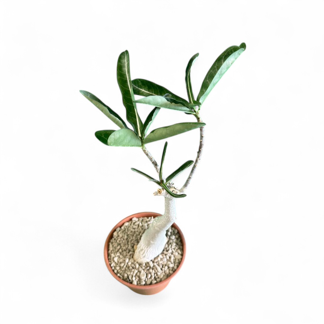 Adenium obesum Ø 16 cm