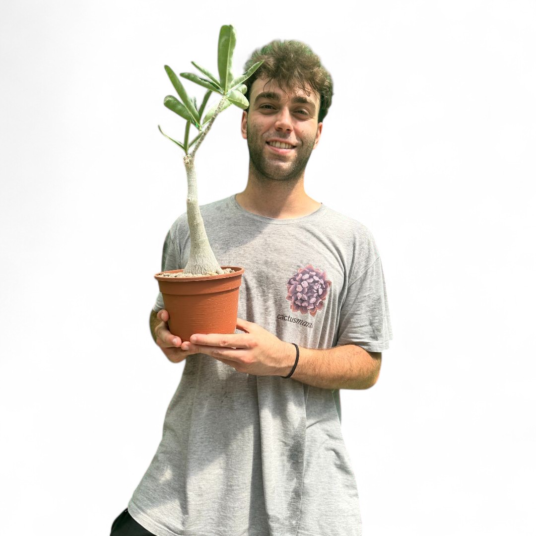 Adenium obesum Ø 16 cm
