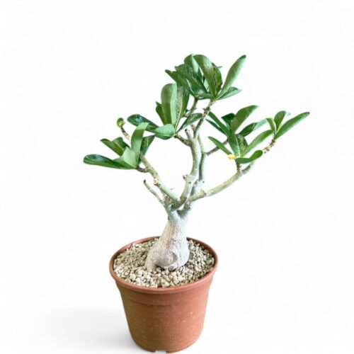 Adenium obesum Ø 16 cm