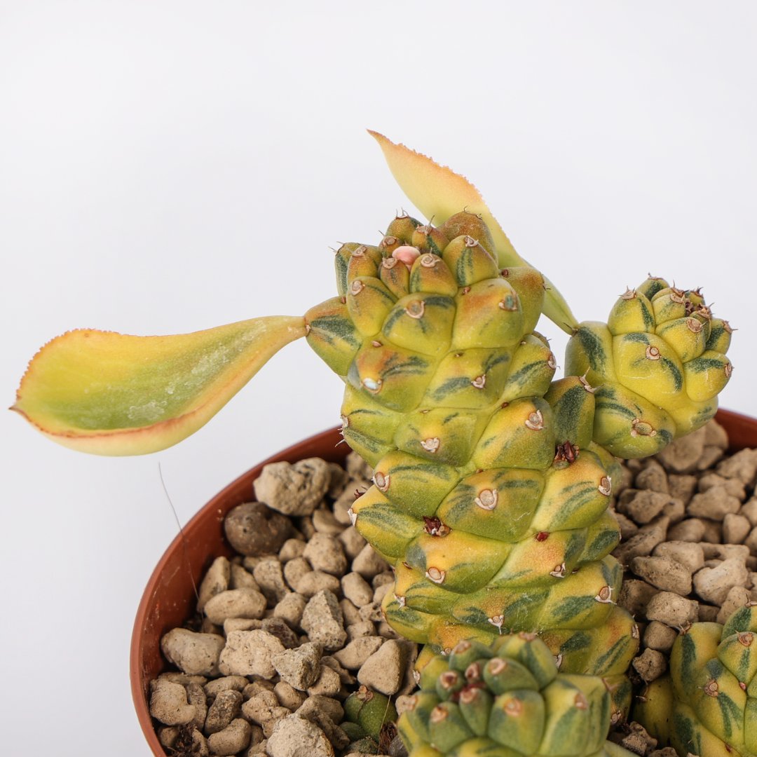 Monadenium ritchiei variegata Ø 10,5 cm