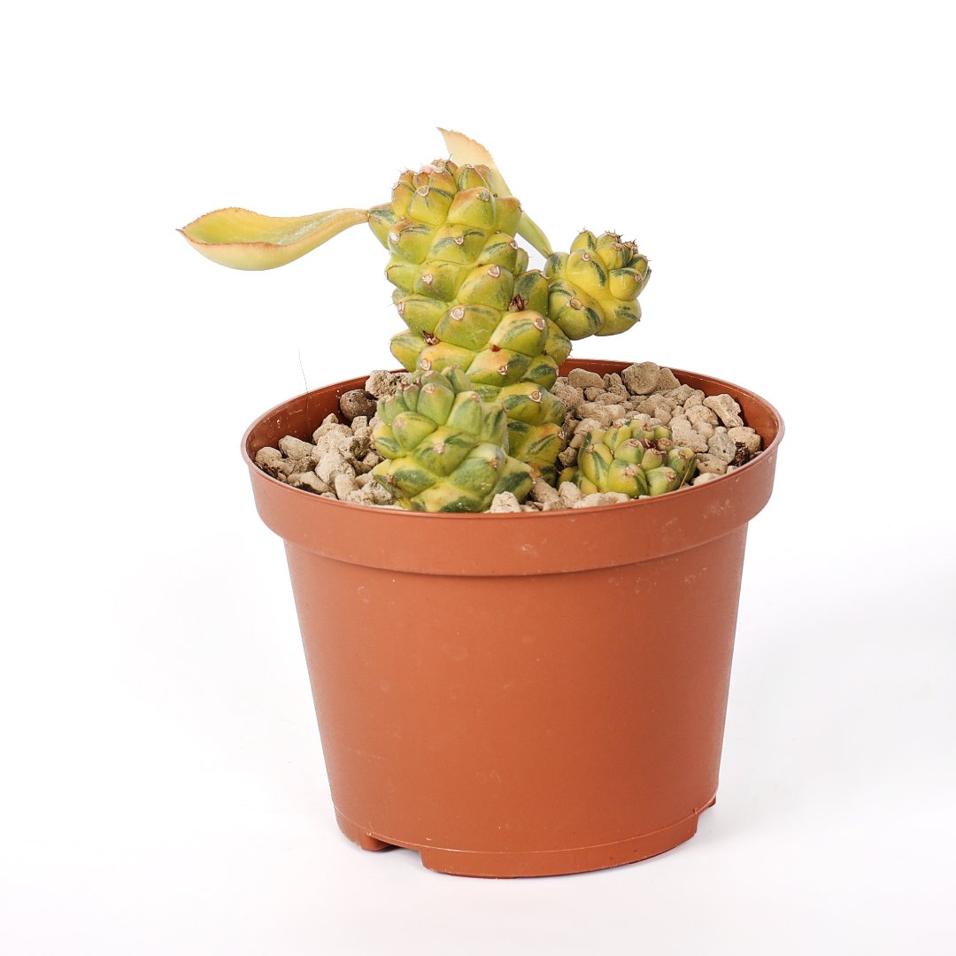 Monadenium ritchiei variegata Ø 10,5 cm