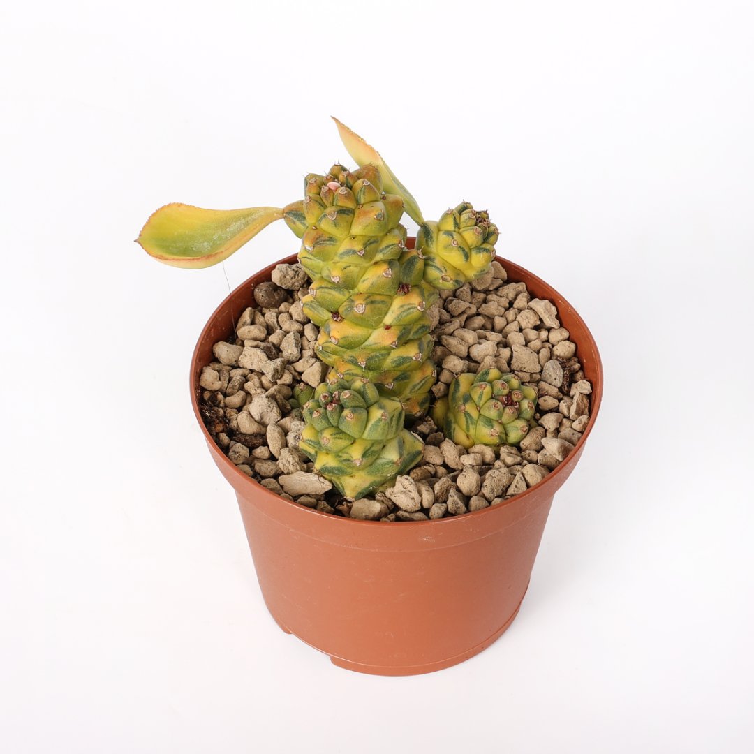 Monadenium ritchiei variegata Ø 10,5 cm