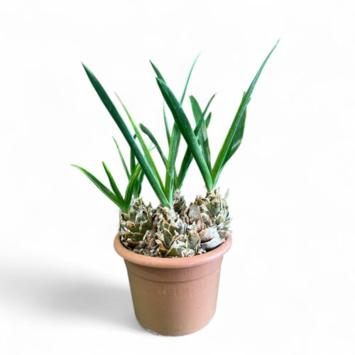 Urginea epigea Ø 25 cm