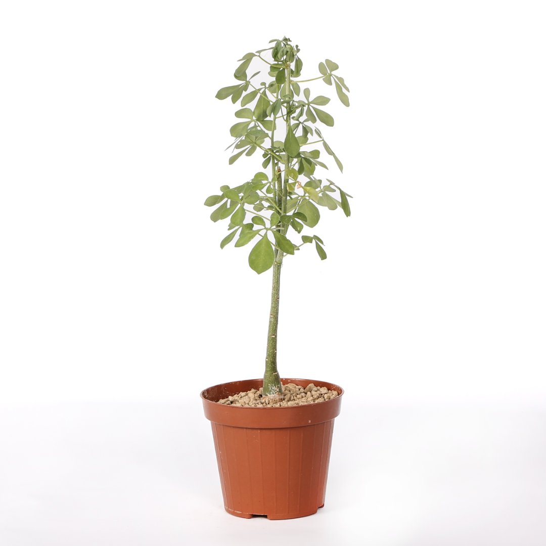 Adenia fruticosa Ø 12 cm