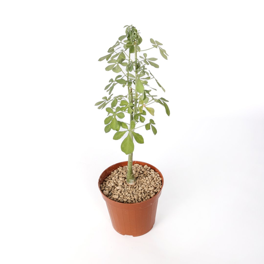 Adenia fruticosa Ø 12 cm