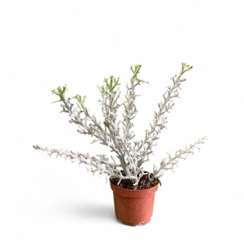 Euphorbia stenoclada Ø 22 cm