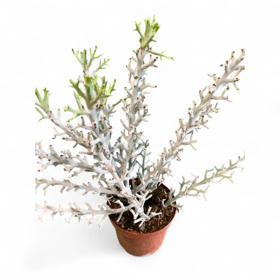 Euphorbia stenoclada Ø 22 cm
