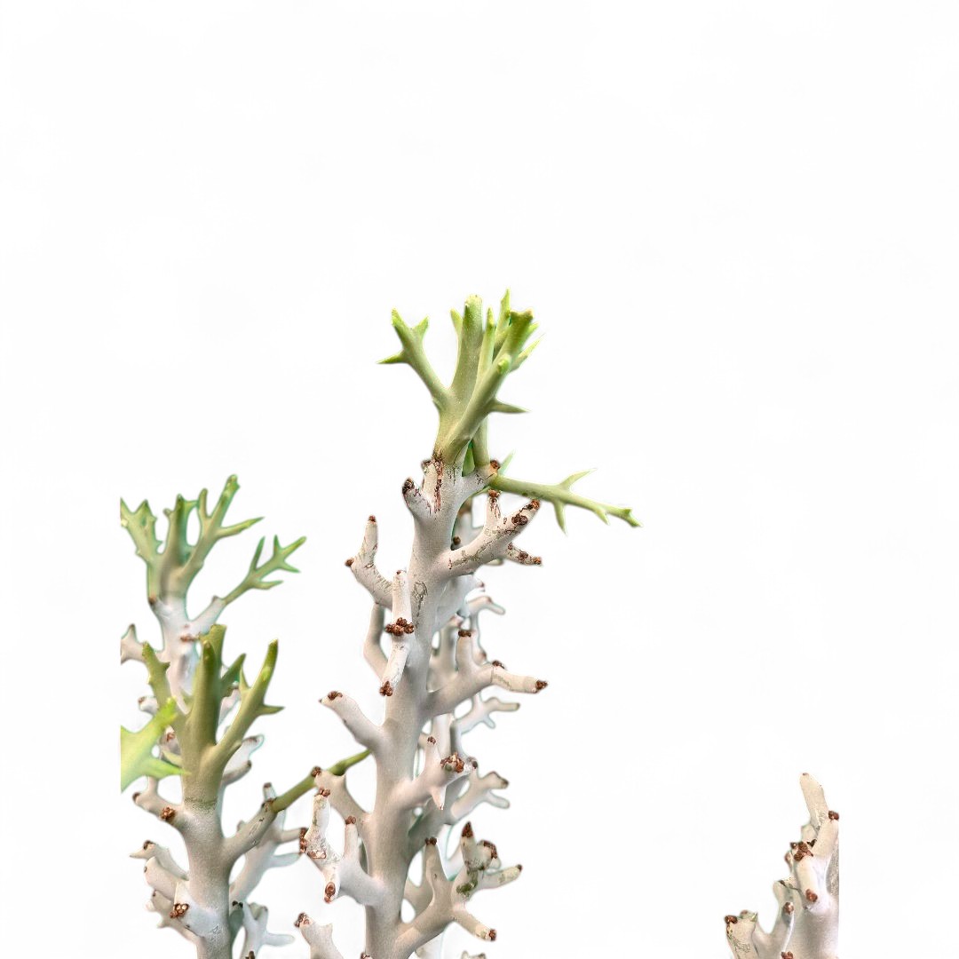 Euphorbia stenoclada Ø 22 cm
