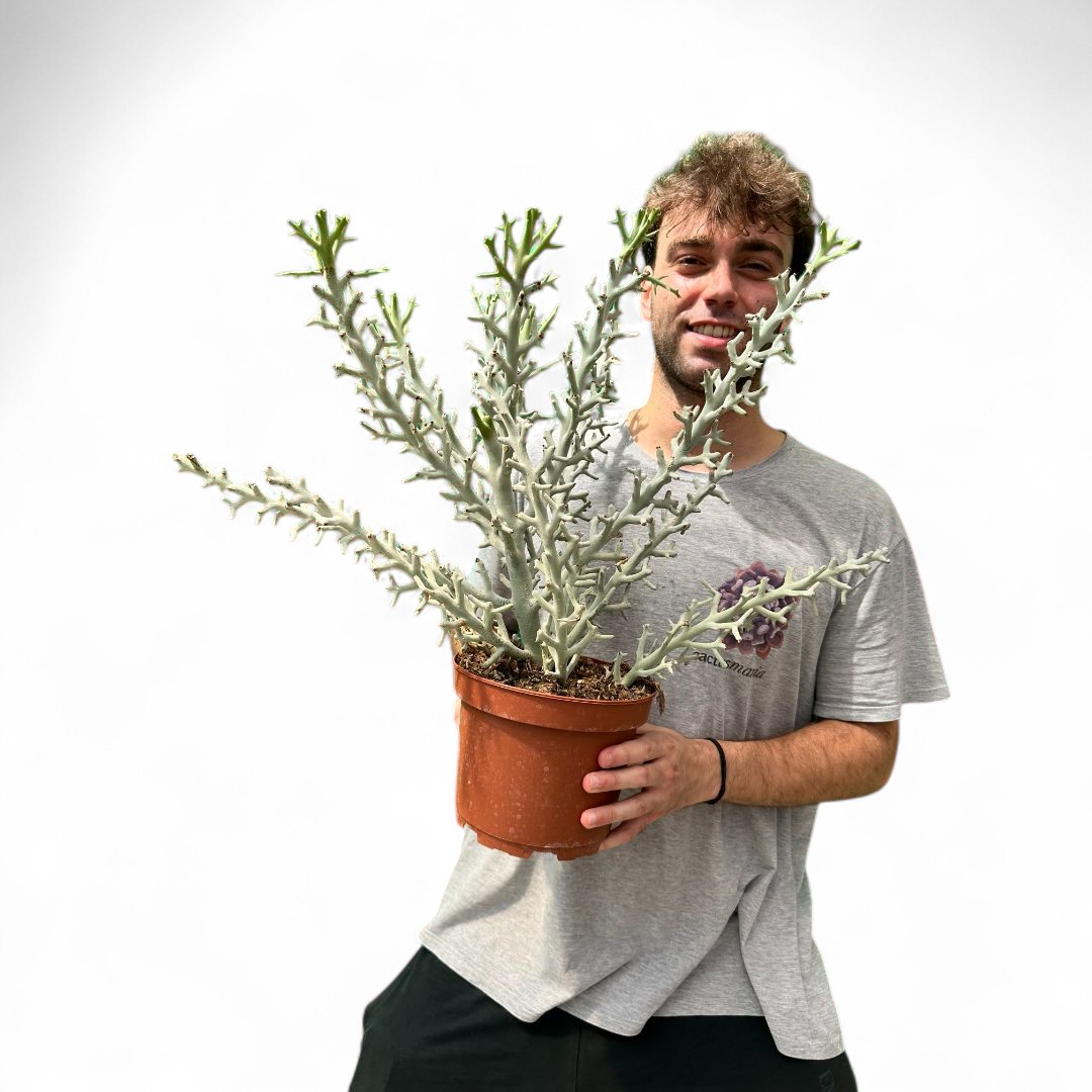 Euphorbia stenoclada Ø 22 cm