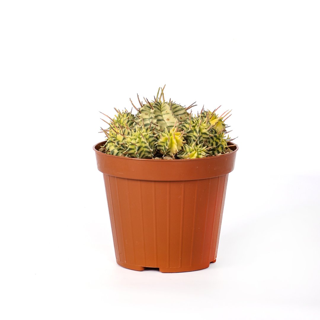 Euphorbia meloformis variegata Ø 12 cm