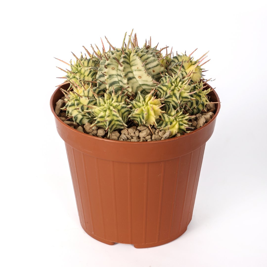 Euphorbia meloformis variegata Ø 12 cm