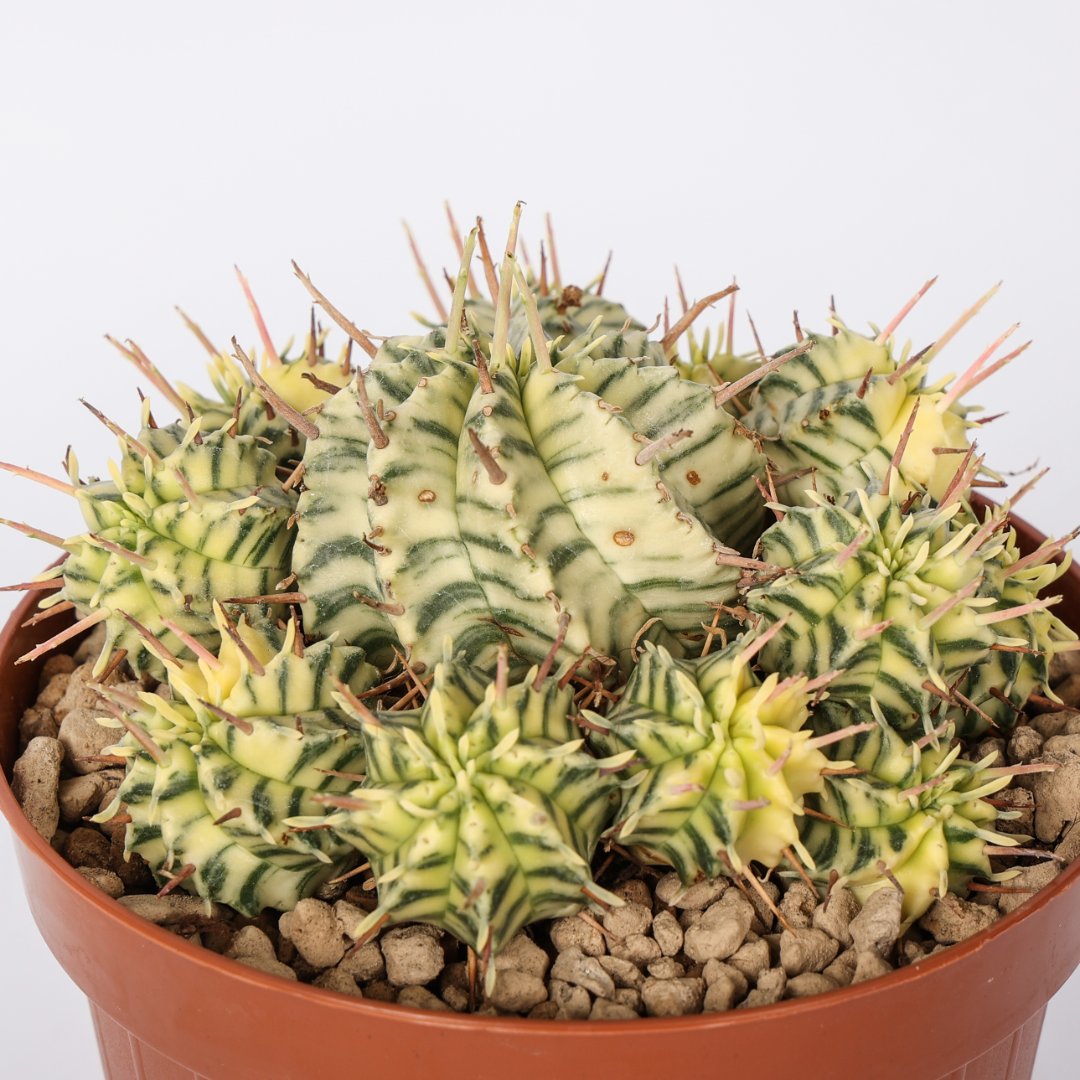 Euphorbia meloformis variegata Ø 12 cm