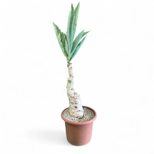 Cyphostemma juttae Ø 25 cm