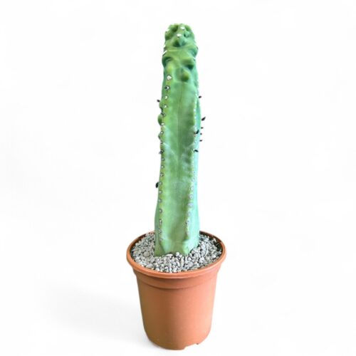 Lophocereus schotti "super" mostruoso Ø 18 cm