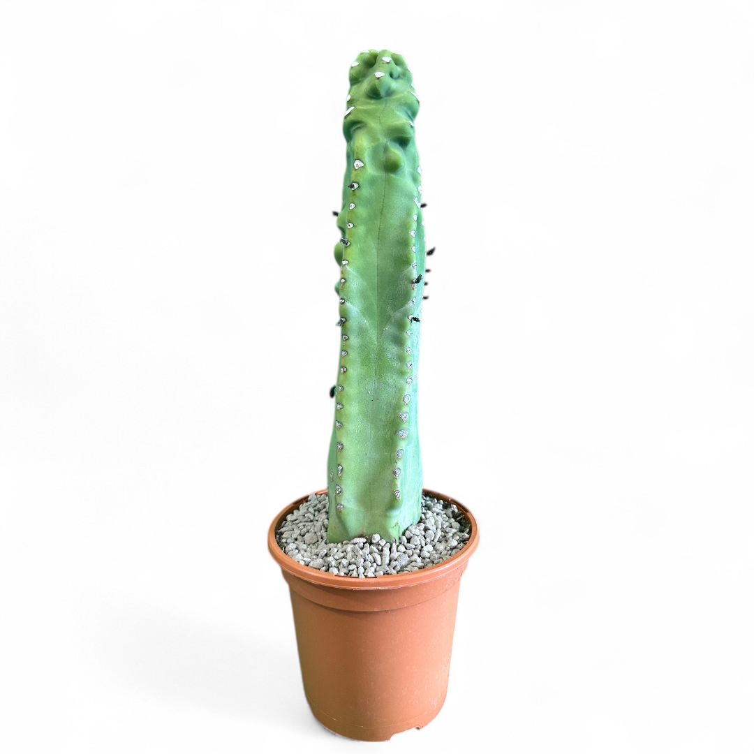 Lophocereus schotti "super" mostruoso Ø 18 cm
