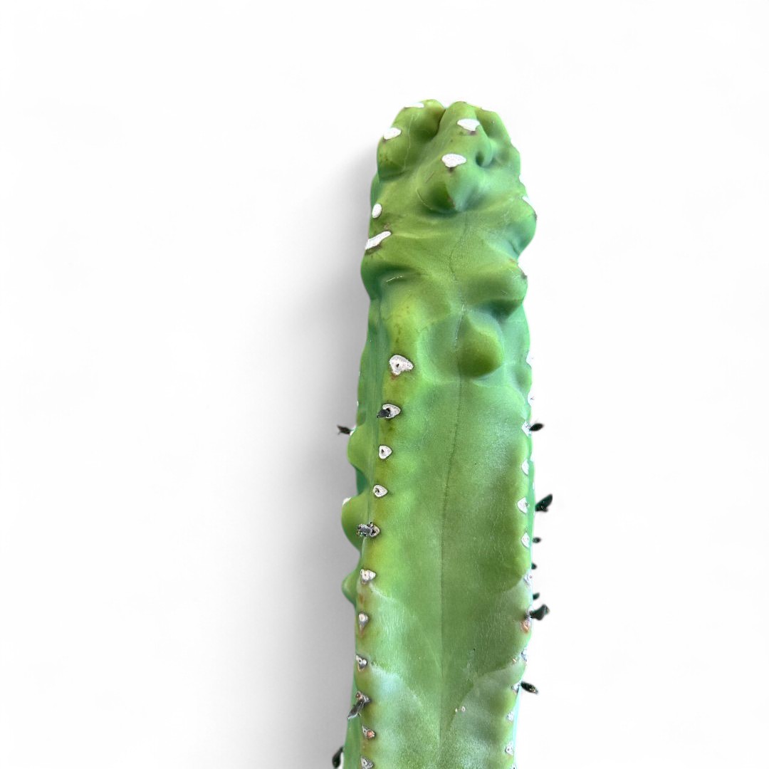 Lophocereus schotti "super" mostruoso Ø 18 cm