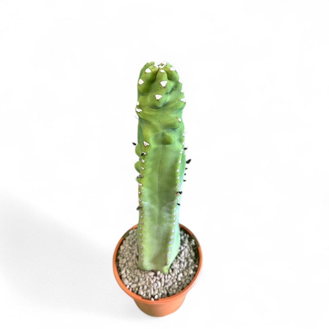Lophocereus schotti "super" mostruoso Ø 18 cm