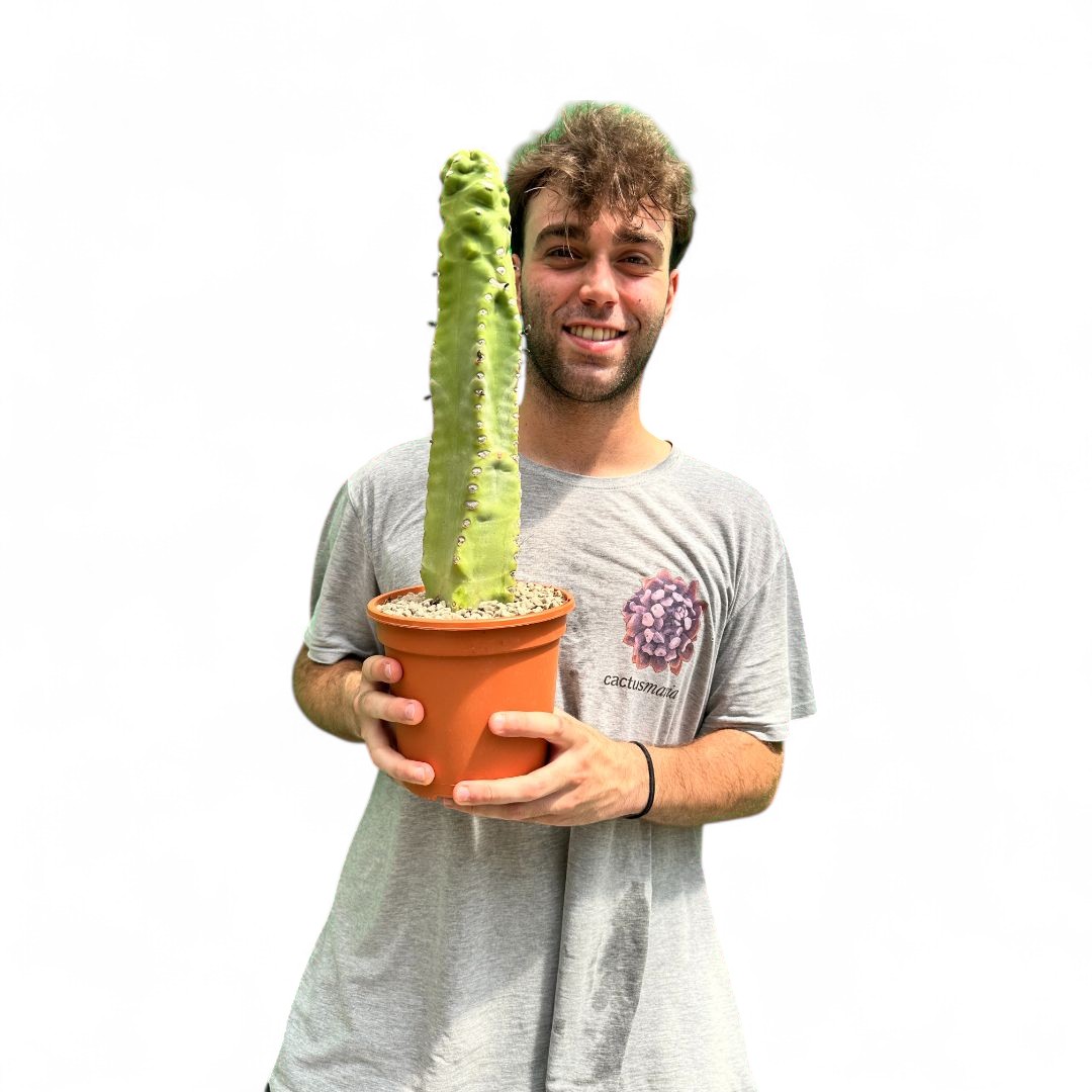 Lophocereus schotti "super" mostruoso Ø 18 cm