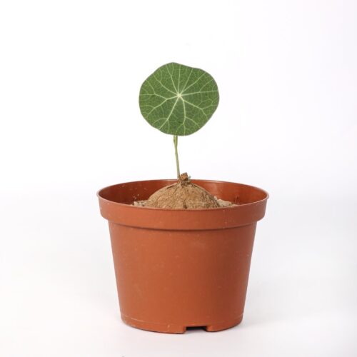 Stephania erecta Ø 10,5 cm