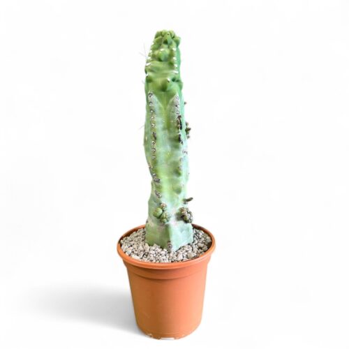 Lophocereus schotti "super" mostruoso Ø 18 cm